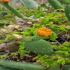 Plants: image 91 Of 208 Thumb